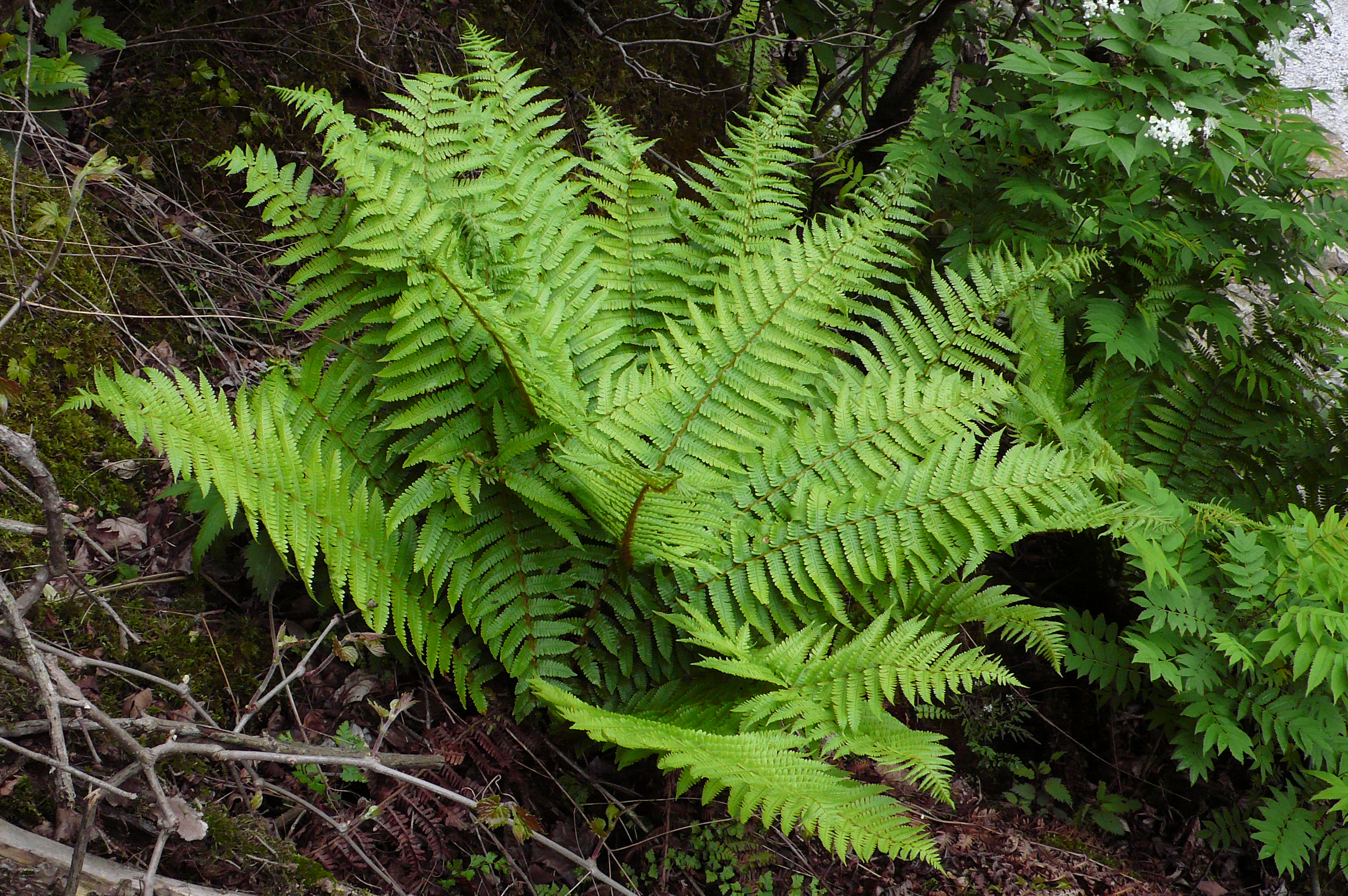 Dryopteris crassirhizomam